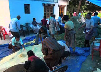 Preparing total mix ration (TMR) feed for dairy cows