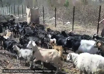 Tshethar Tshogpa struggle to accommodate saved animal