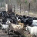 Tshethar Tshogpa struggle to accommodate saved animal