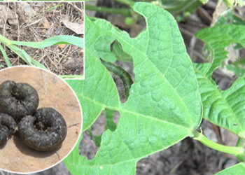 Worms attack crops in Drepoong