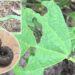 Worms attack crops in Drepoong
