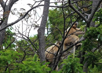 Langthil farmers suffer losses as marauding langurs damage crops