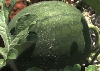 Berti takes up watermelon farming