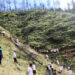 DHI initiative to rehabilitate forests destroyed by fire