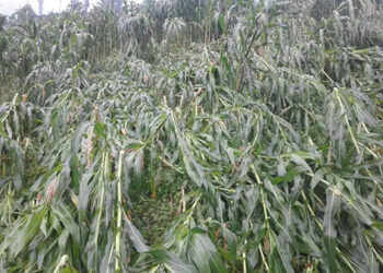 255 acres of maize damaged by windstorm in Monggar