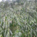 255 acres of maize damaged by windstorm in Monggar