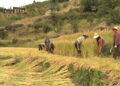 Agriculture sector growth slows