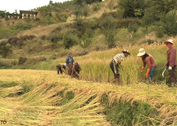 Agriculture sector growth slows