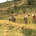Agriculture sector growth slows