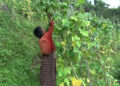 Choongkha farmers unhappy with low beans price