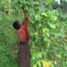 Choongkha farmers unhappy with low beans price