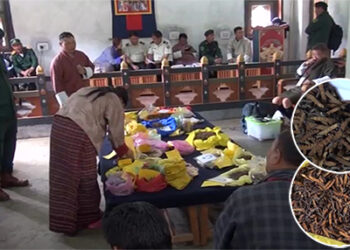 Cordycep fetches better price in Saephu Gewog