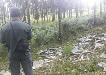 Elephant goes berserk, kills cattle in Gaden village