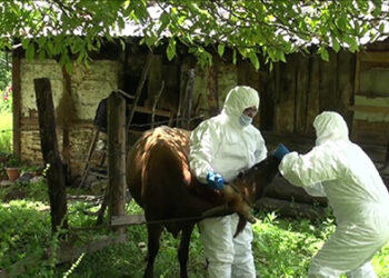 FMD outbreak in Paro leaves 160 cattle infected