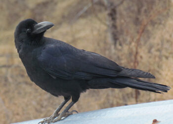 Large-billed crow population decreases as they fall prey to house crows