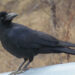 Large-billed crow population decreases as they fall prey to house crows