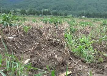 Late blight hits potato farmers in Bumthang