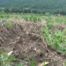 Late blight hits potato farmers in Bumthang