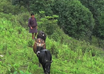 Long summer vacation proves helpful for farming families