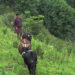 Long summer vacation proves helpful for farming families