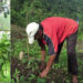 Other fruit crops replace orange farming in Samdrup Jongkhar
