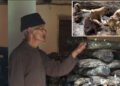 Pests affect shiitake mushrooms in Gidawom