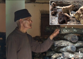 Pests affect shiitake mushrooms in Gidawom