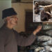 Pests affect shiitake mushrooms in Gidawom