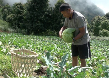 Retired civil servant treads untrodden path by taking up commercial farming