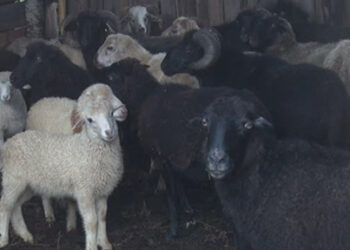 Sheep rearing on the brink of disappearance