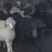 Sheep rearing on the brink of disappearance