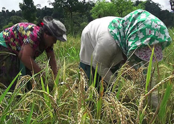 Spring paddy cultivation successful in Khamaedthang
