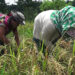 Spring paddy cultivation successful in Khamaedthang