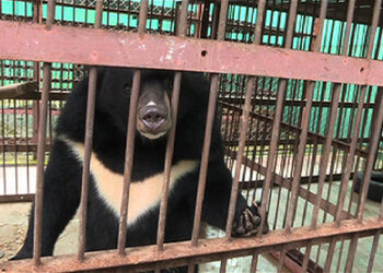 Tackling human-bear conflict