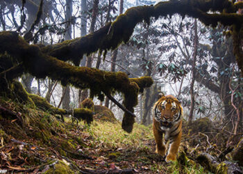 Tigers’ survival depend on well-established prey-base