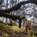 Tigers’ survival depend on well-established prey-base