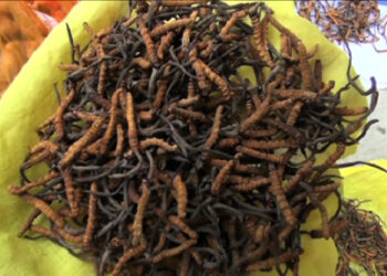 Poor cordyceps quality disappoints buyers in Paro