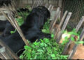 Future of goat farming looks bright for Barshong Gewog