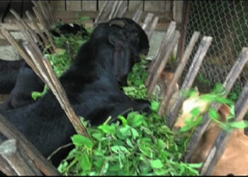 Future of goat farming looks bright for Barshong Gewog