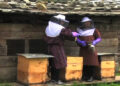 Honey production, lucrative business for Wangdue farmers