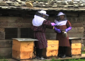 Honey production, lucrative business for Wangdue farmers