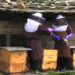 Honey production, lucrative business for Wangdue farmers