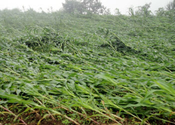 Windstorm destroys maize fields in Tsaenkhar Gewog