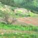 Domkhar’s paddy field redevelopment gives farmers renewed hope