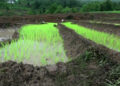 Recent rain enables Tsirang farmers to transplant paddy