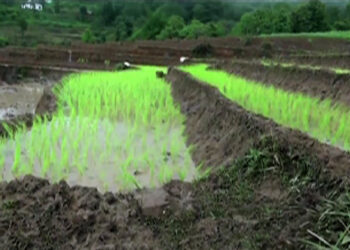 Recent rain enables Tsirang farmers to transplant paddy