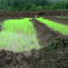 Recent rain enables Tsirang farmers to transplant paddy
