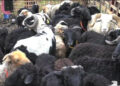 Rearing sheep declines in Merag Gewog