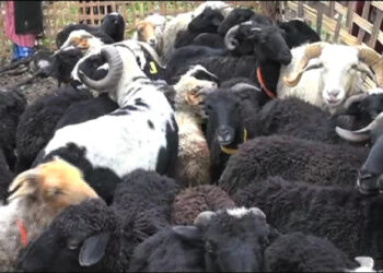 Rearing sheep declines in Merag Gewog