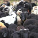 Rearing sheep declines in Merag Gewog